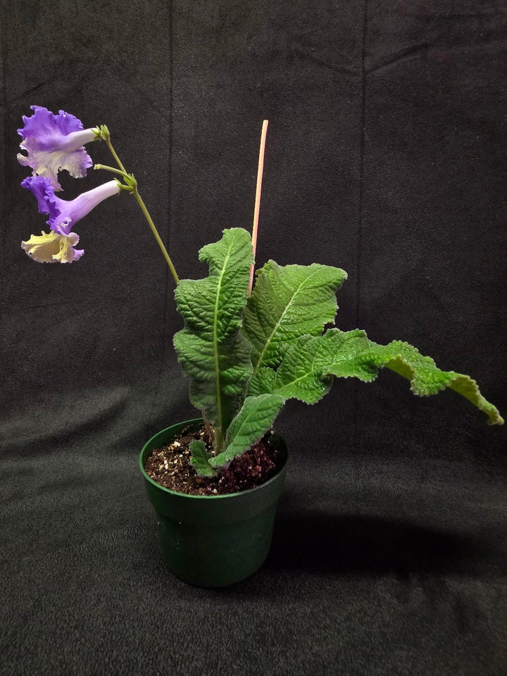 Streptocarpus Verso #01