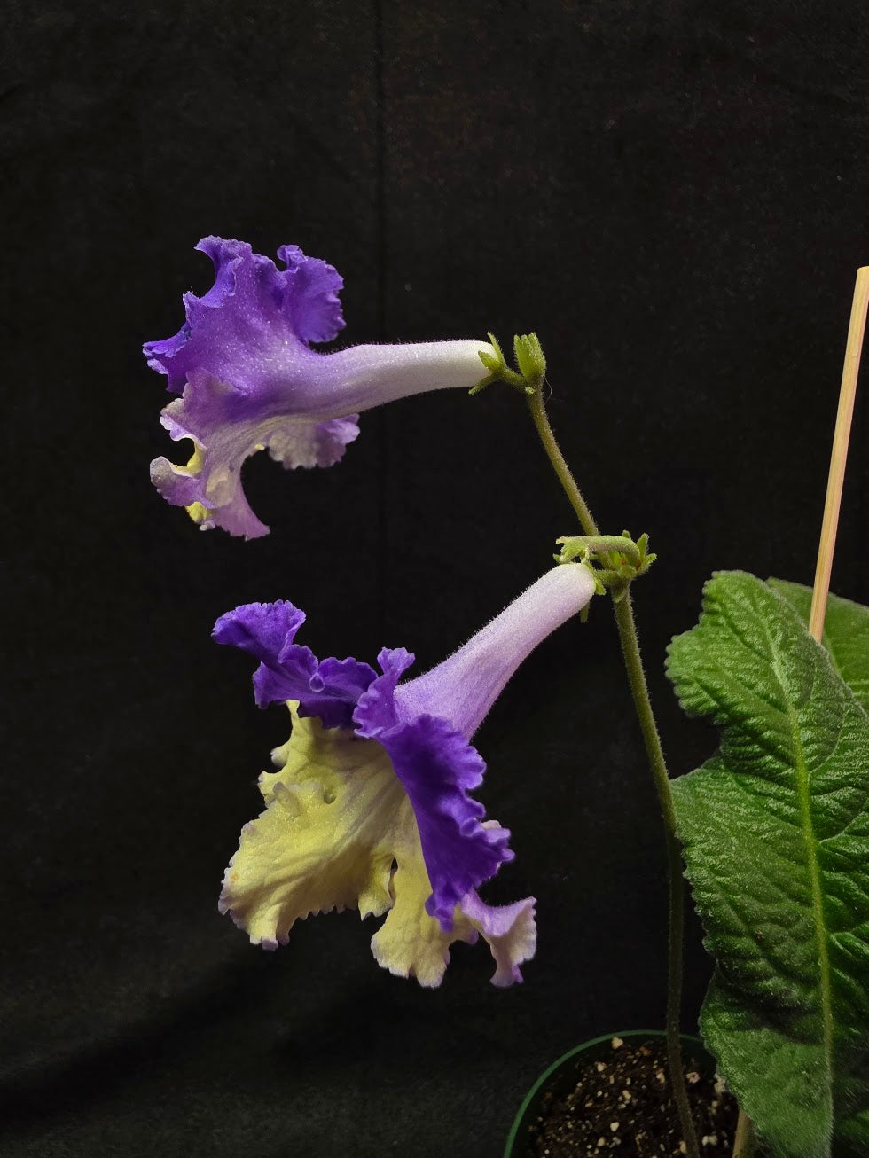 Streptocarpus Verso #01