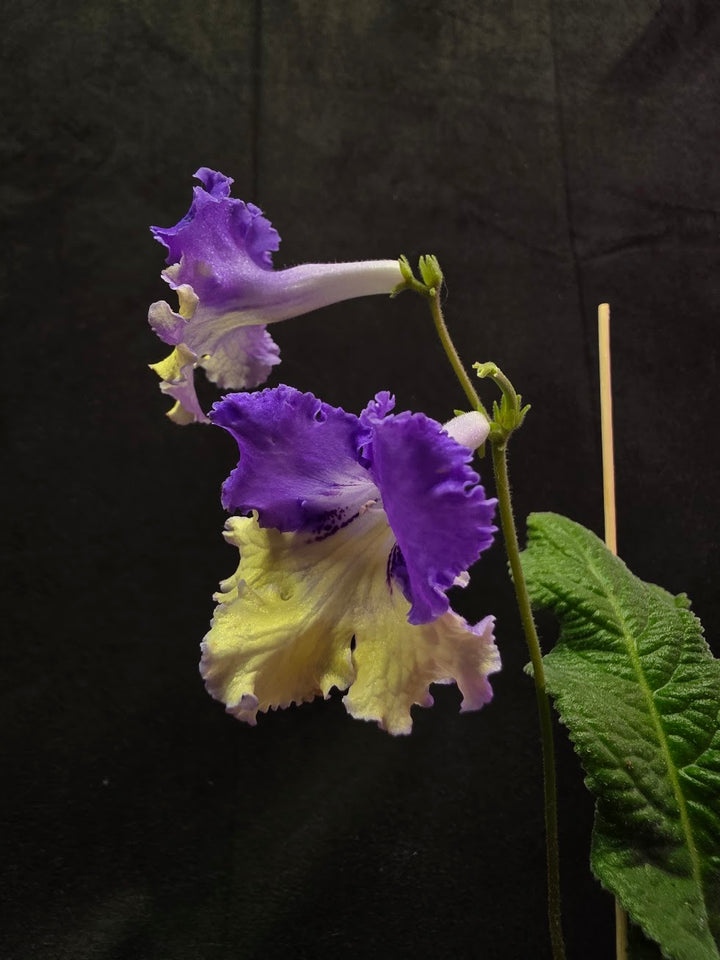 Streptocarpus Verso #01