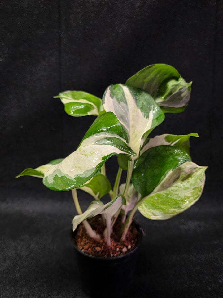 Manjula Pothos #01