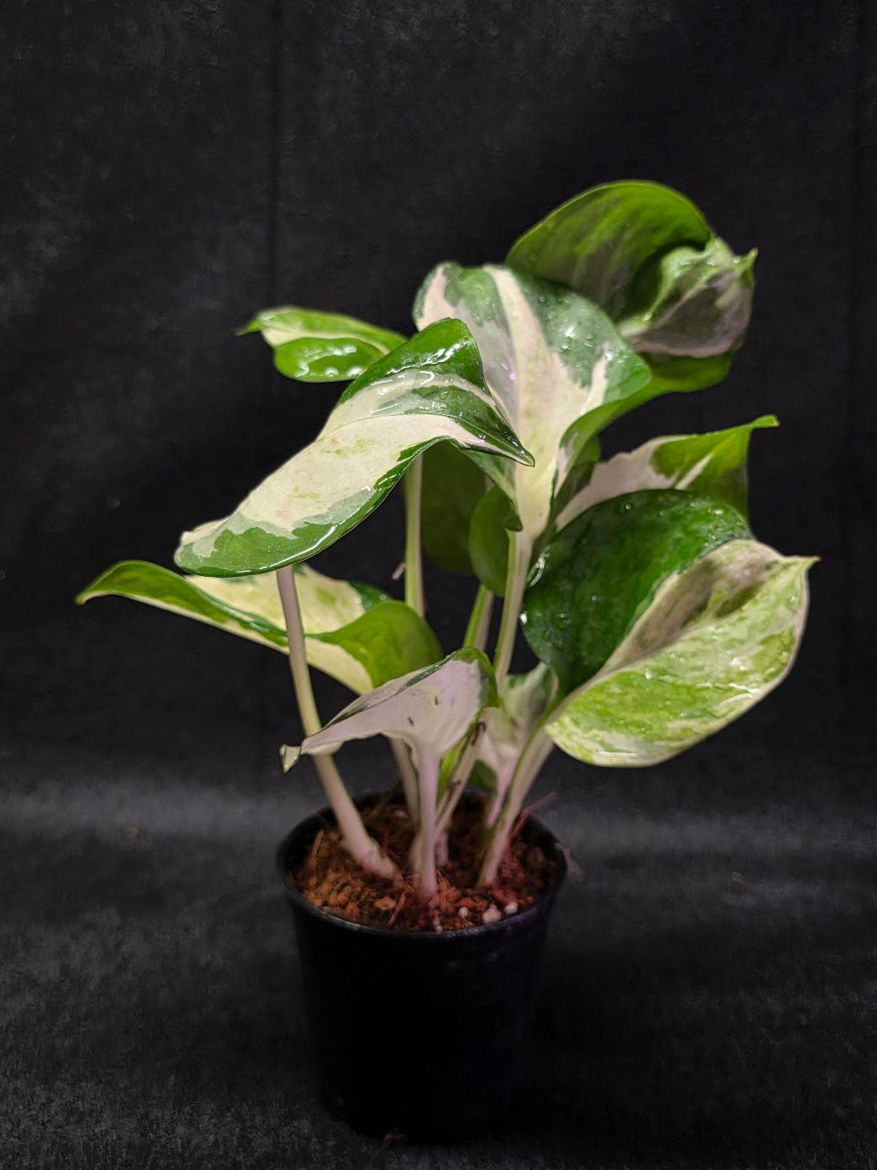Manjula Pothos #01