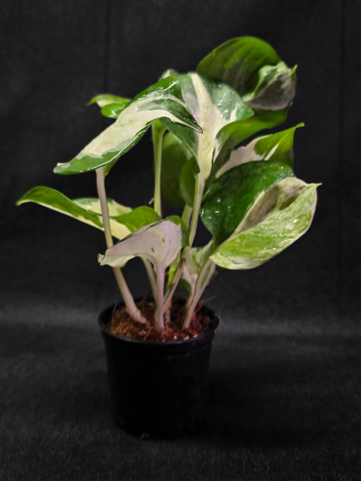 Manjula Pothos #01