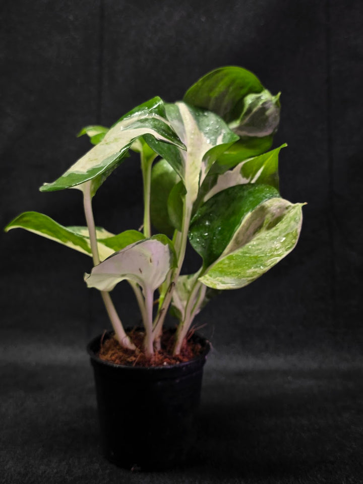 Manjula Pothos #01