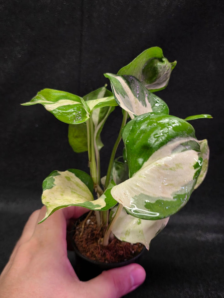 Manjula Pothos #01