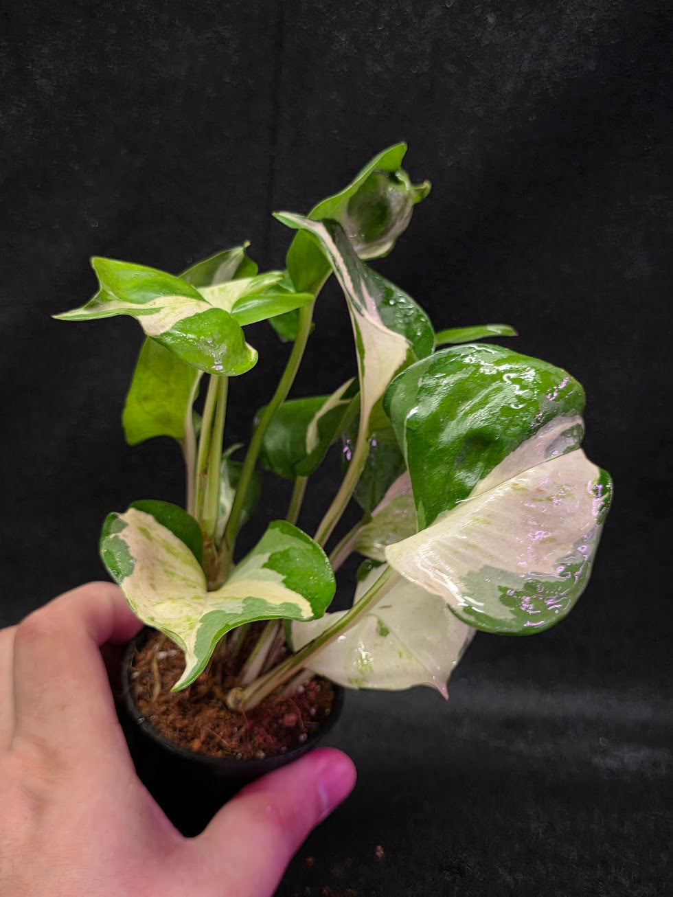 Manjula Pothos #01