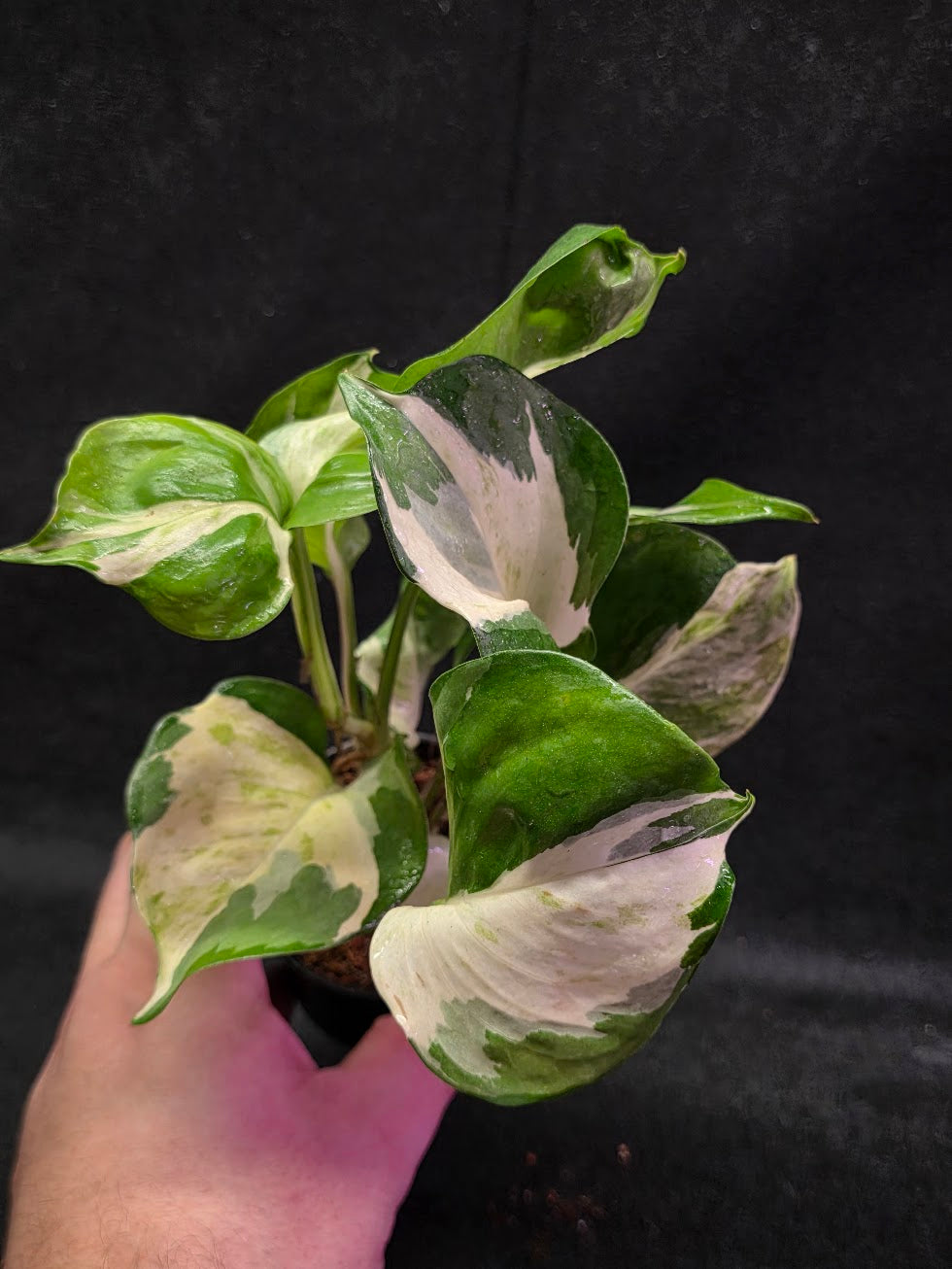 Manjula Pothos #01