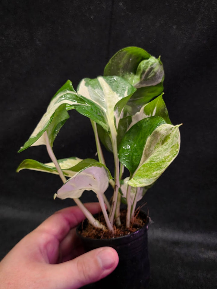 Manjula Pothos #01