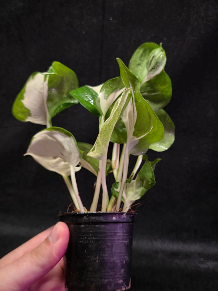 Manjula Pothos #01