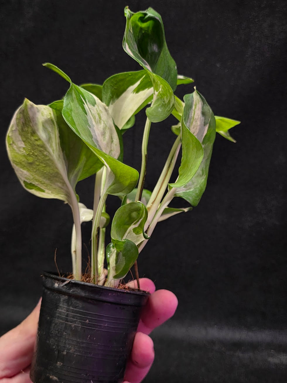 Manjula Pothos #01