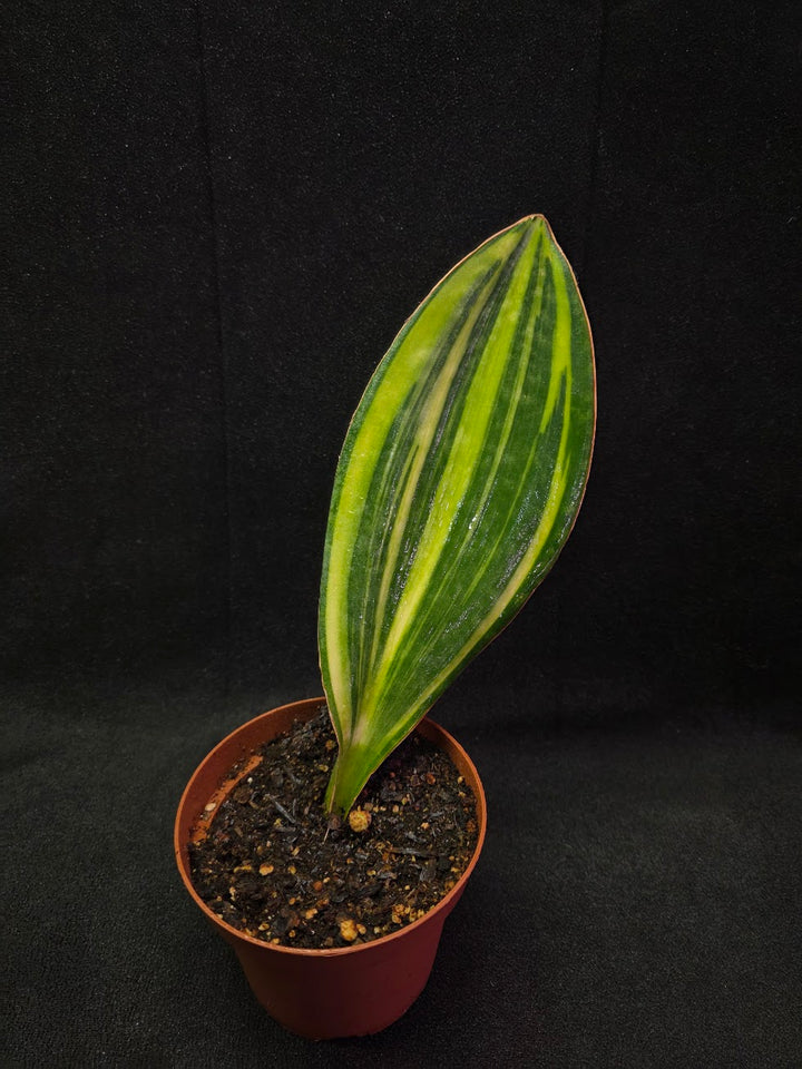 Sansevieria Variegated Whale Fin #01