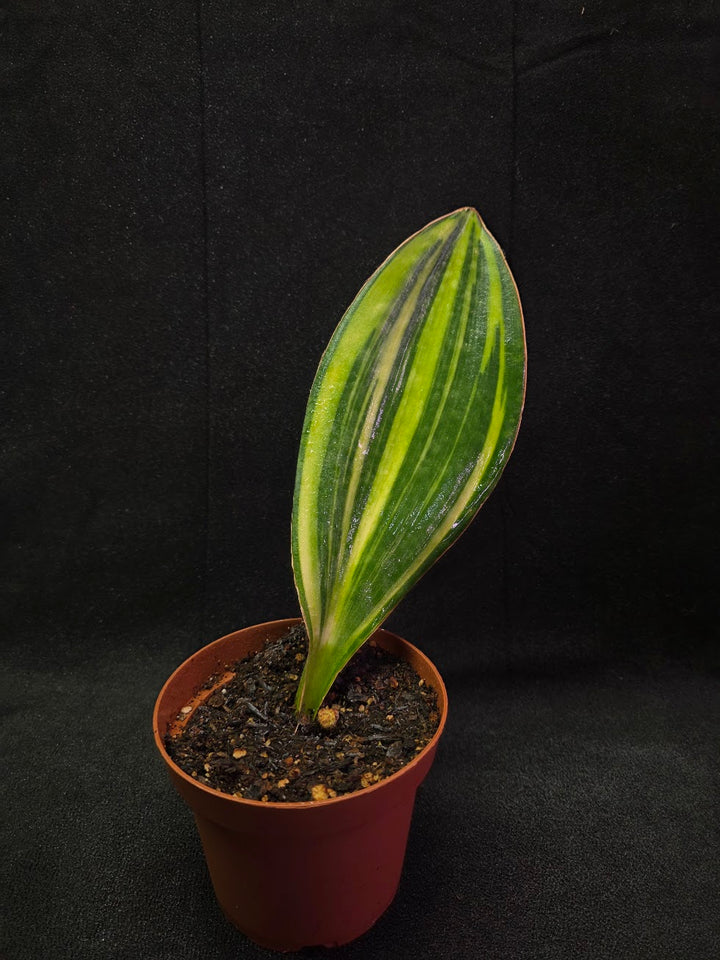 Sansevieria Variegated Whale Fin #01