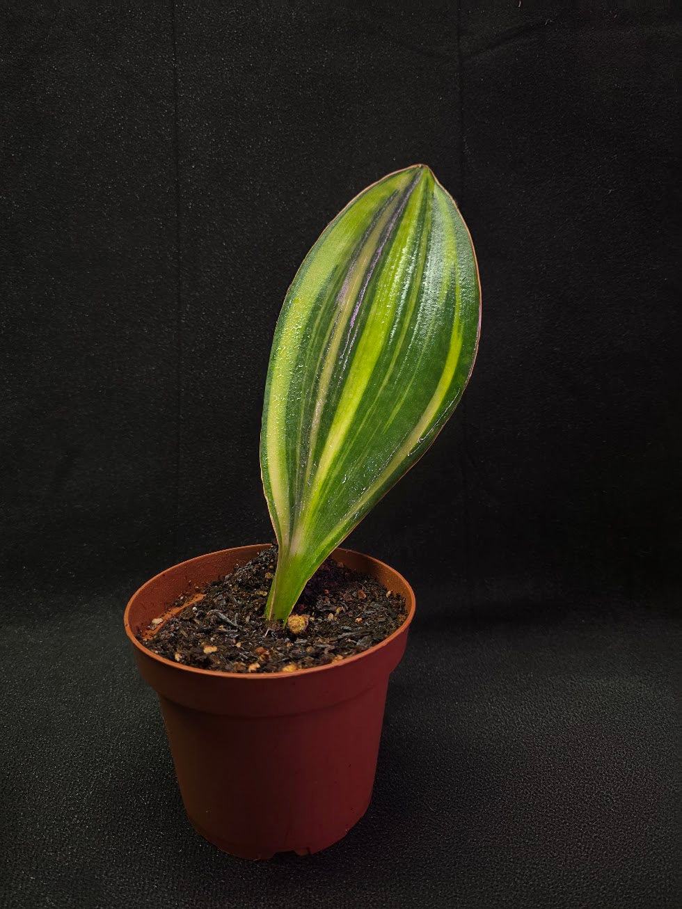 Sansevieria Variegated Whale Fin #01