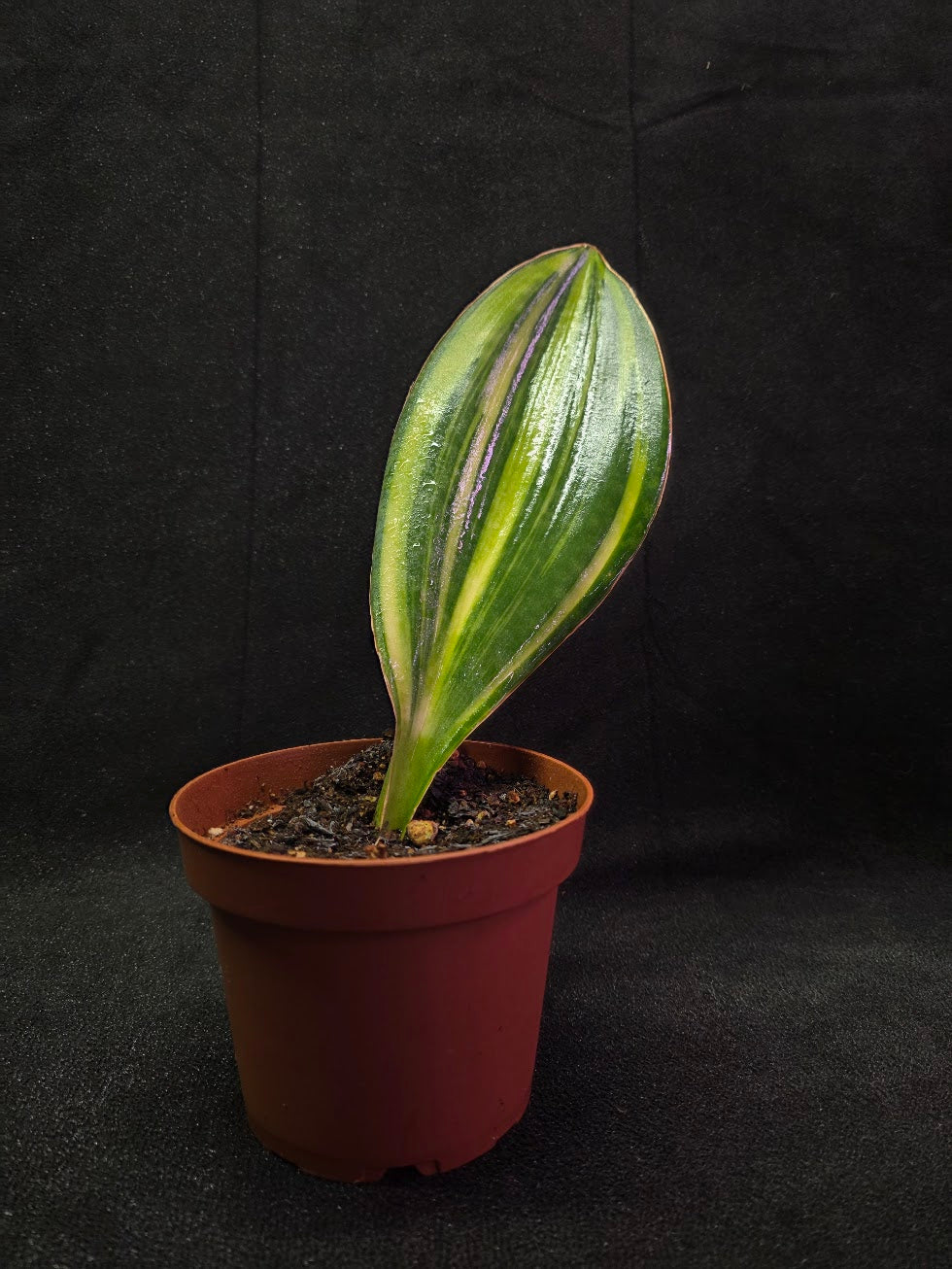 Sansevieria Variegated Whale Fin #01