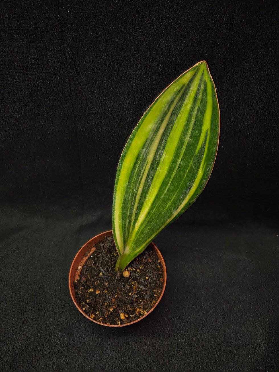 Sansevieria Variegated Whale Fin #01