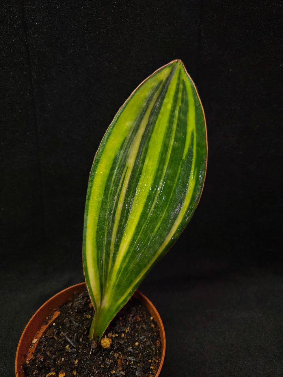 Sansevieria Variegated Whale Fin #01