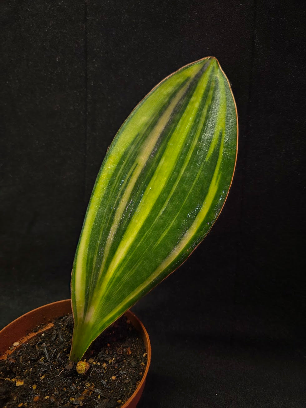 Sansevieria Variegated Whale Fin #01