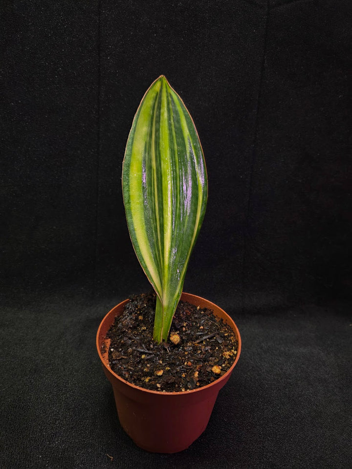 Sansevieria Variegated Whale Fin #01