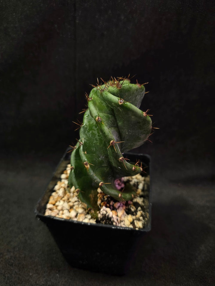 Spiral Cactus #01