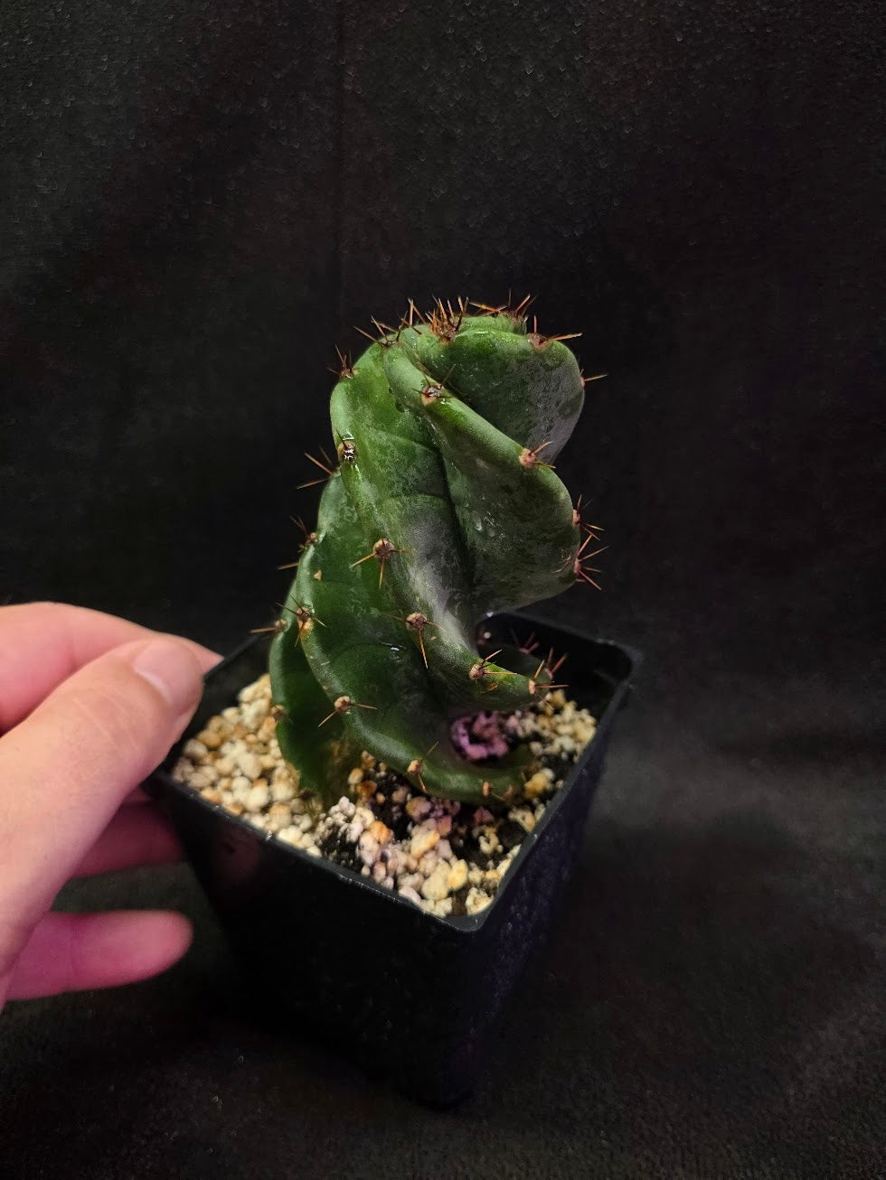 Spiral Cactus #01