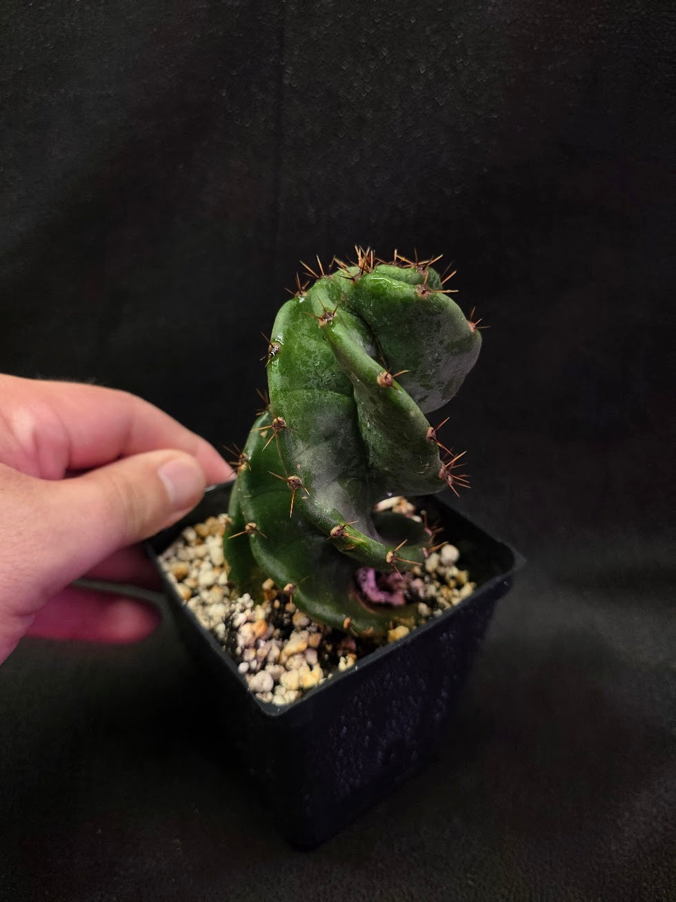 Spiral Cactus #01