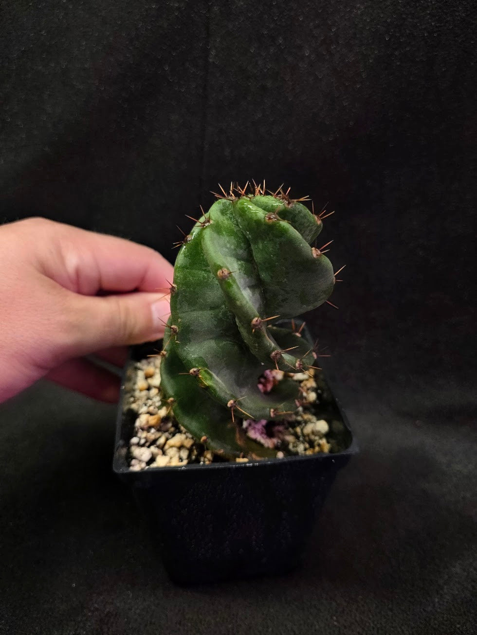 Spiral Cactus #01
