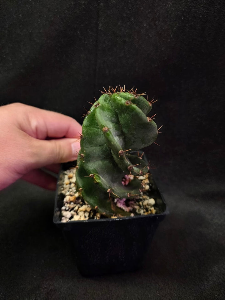 Spiral Cactus #01
