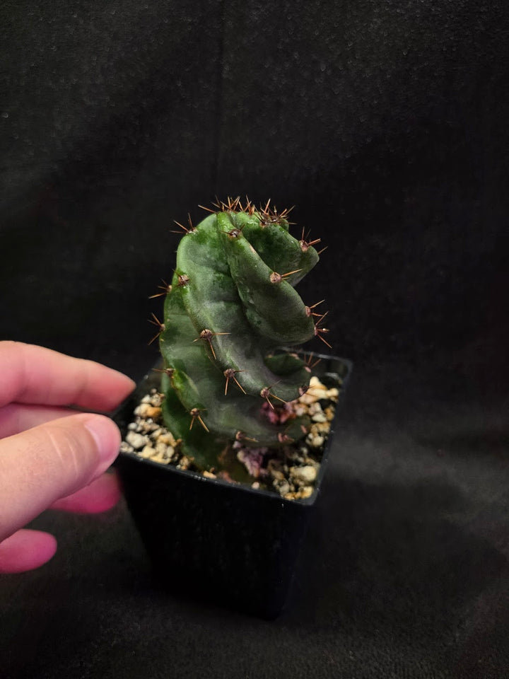 Spiral Cactus #01