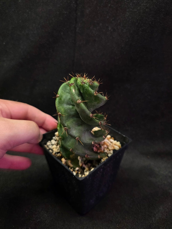Spiral Cactus #01