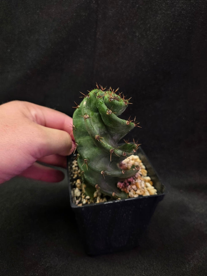 Spiral Cactus #01
