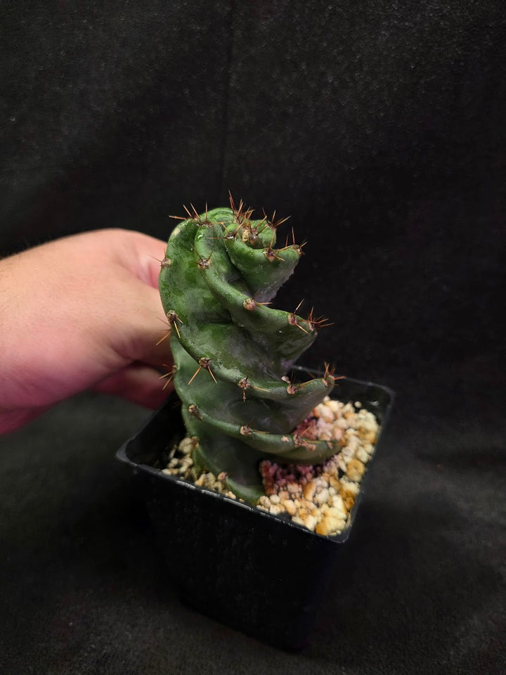Spiral Cactus #01