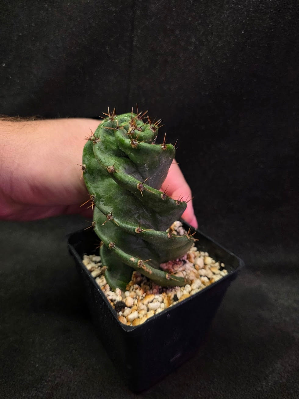 Spiral Cactus #01