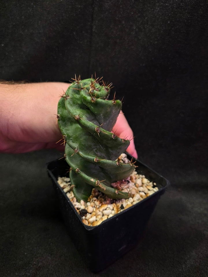 Spiral Cactus #01