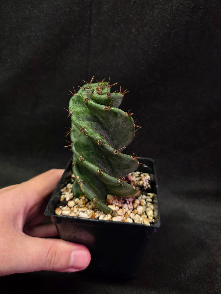 Spiral Cactus #01
