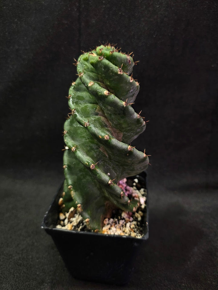 Spiral Cactus #02