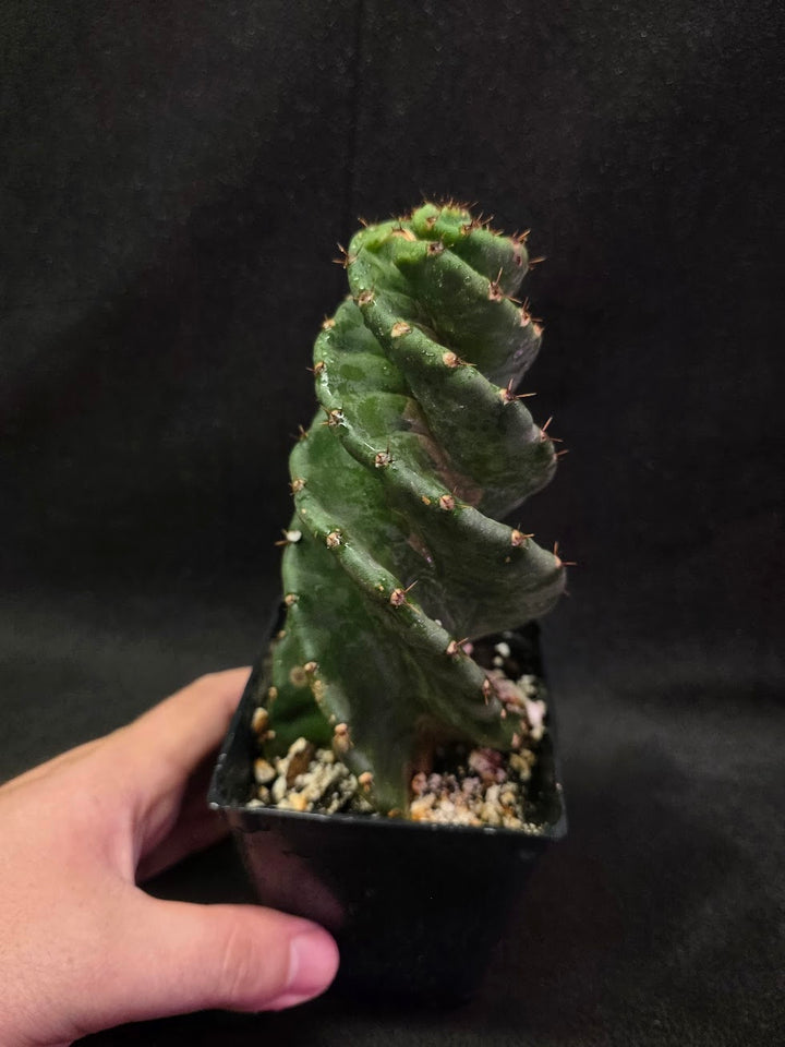 Spiral Cactus #02