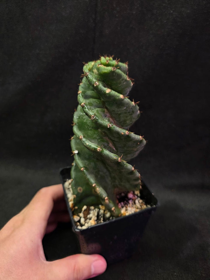 Spiral Cactus #02