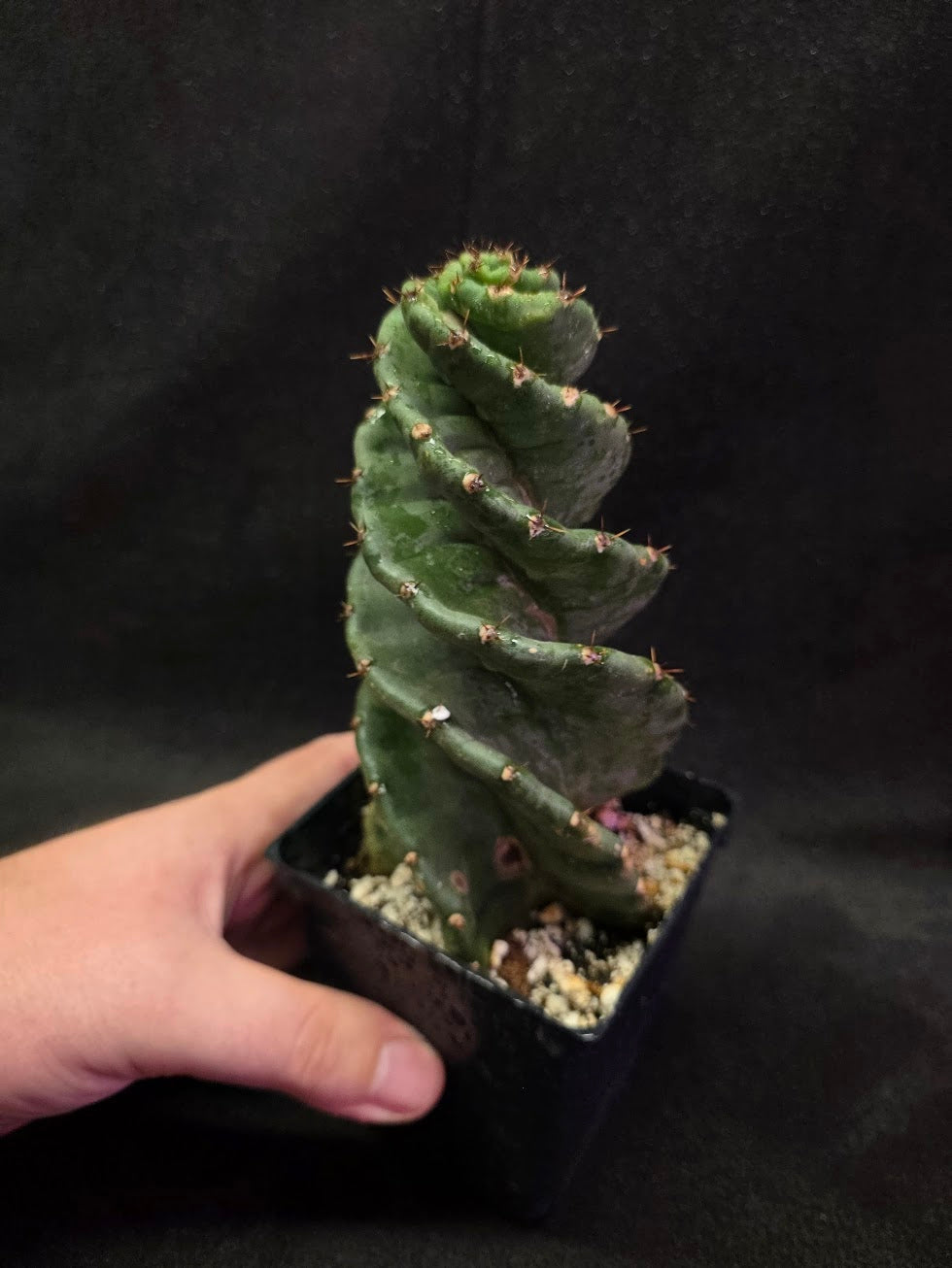 Spiral Cactus #02