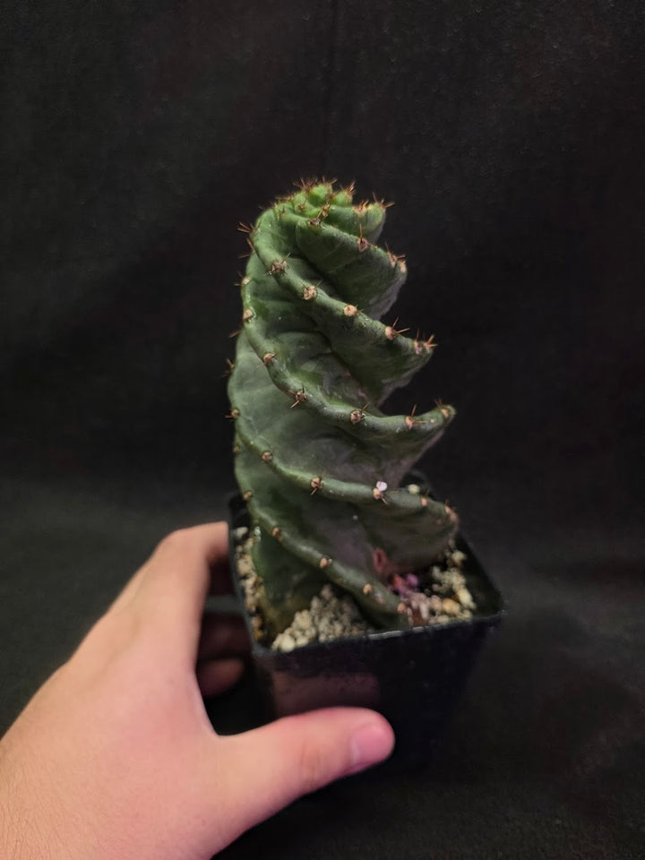 Spiral Cactus #02