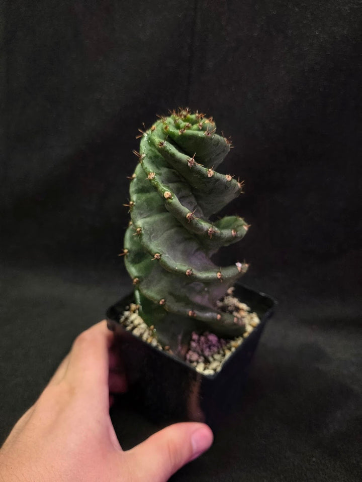 Spiral Cactus #02