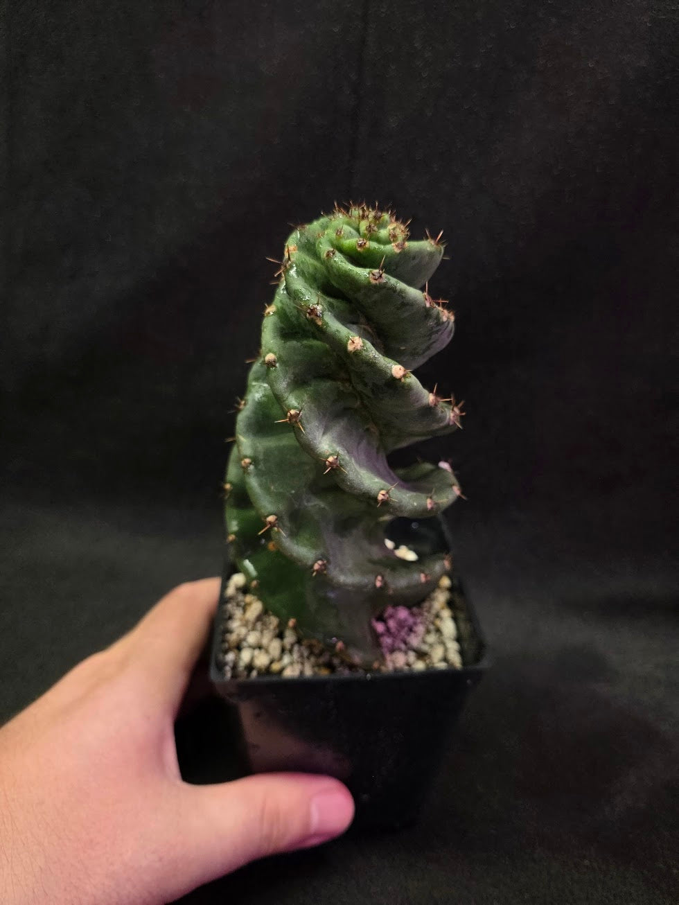 Spiral Cactus #02