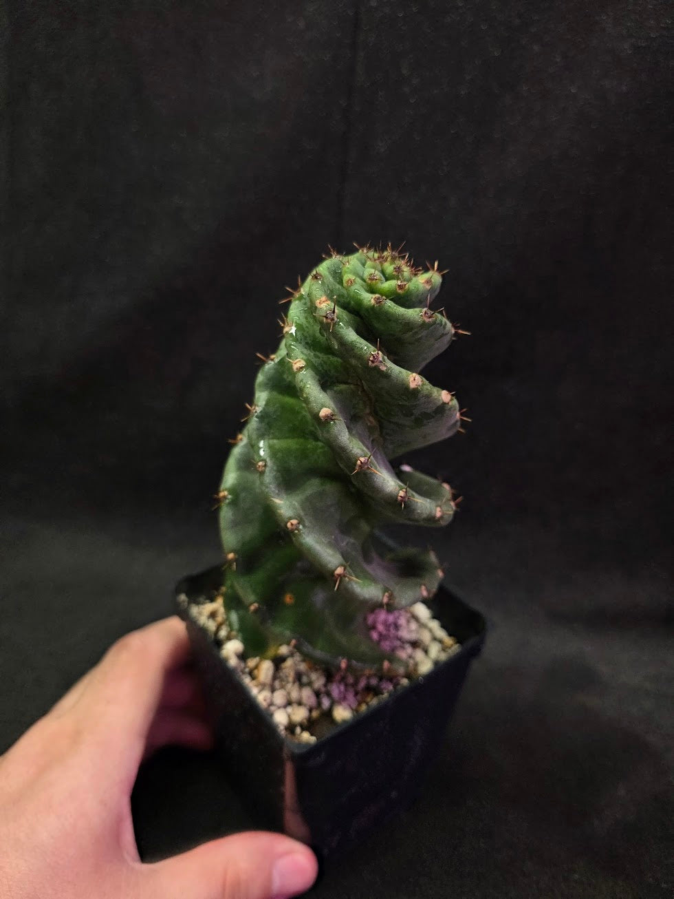 Spiral Cactus #02