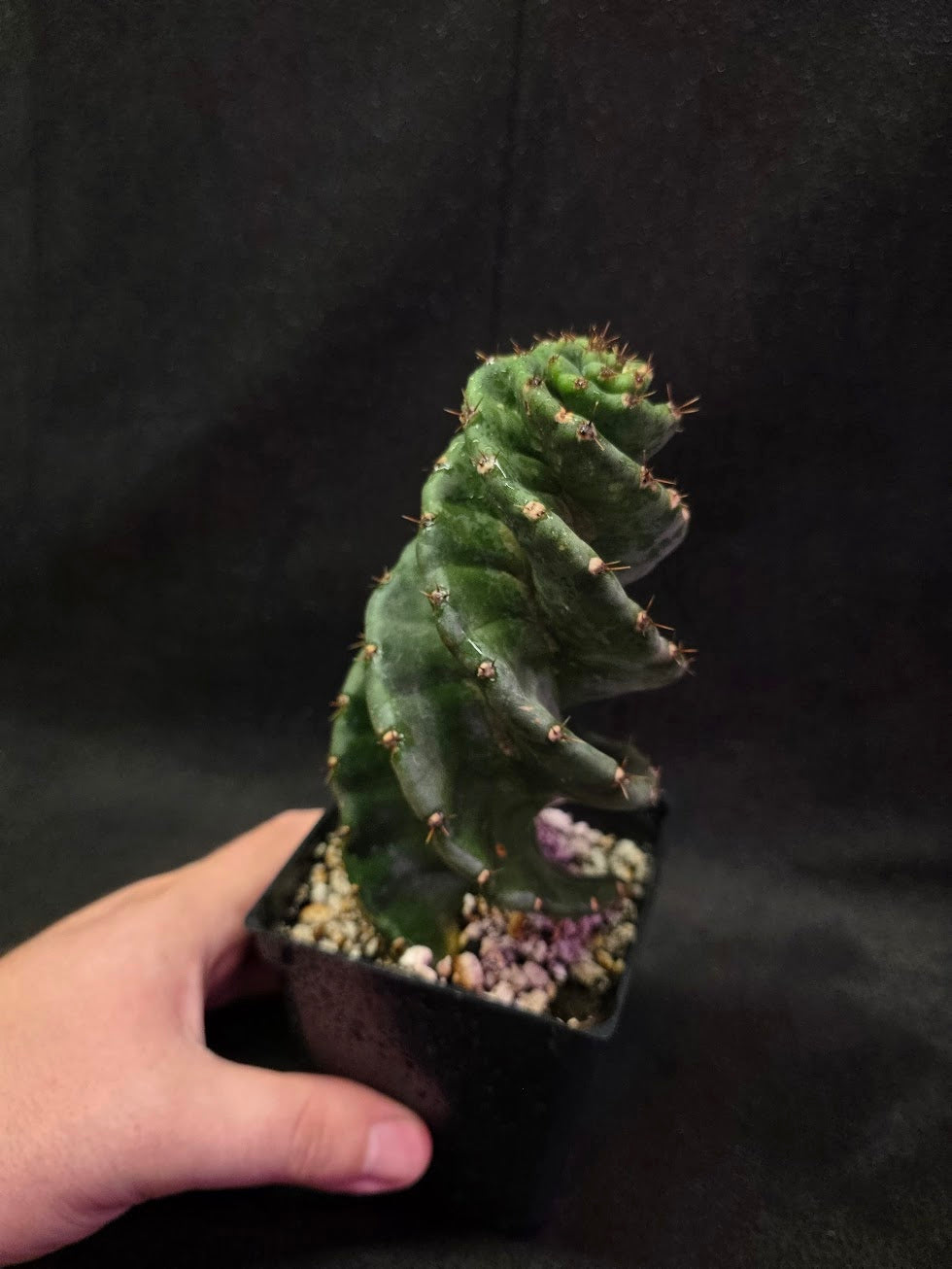 Spiral Cactus #02