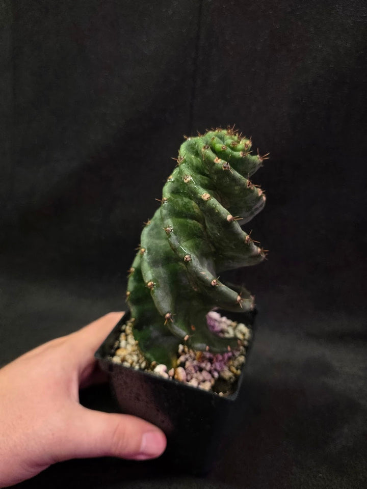 Spiral Cactus #02