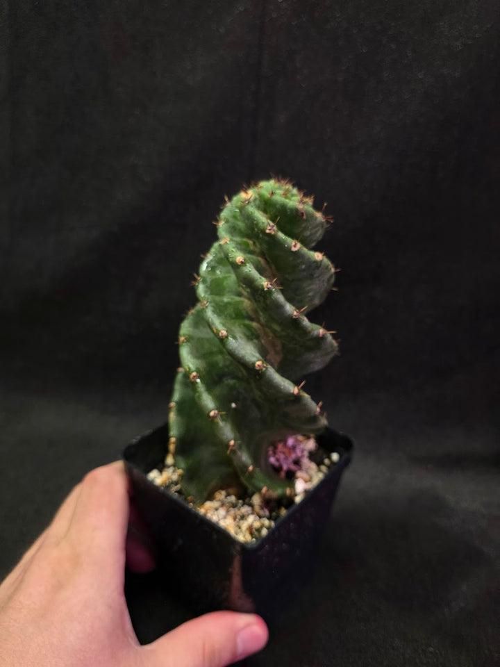 Spiral Cactus #02
