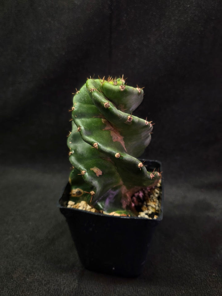 Spiral Cactus #03