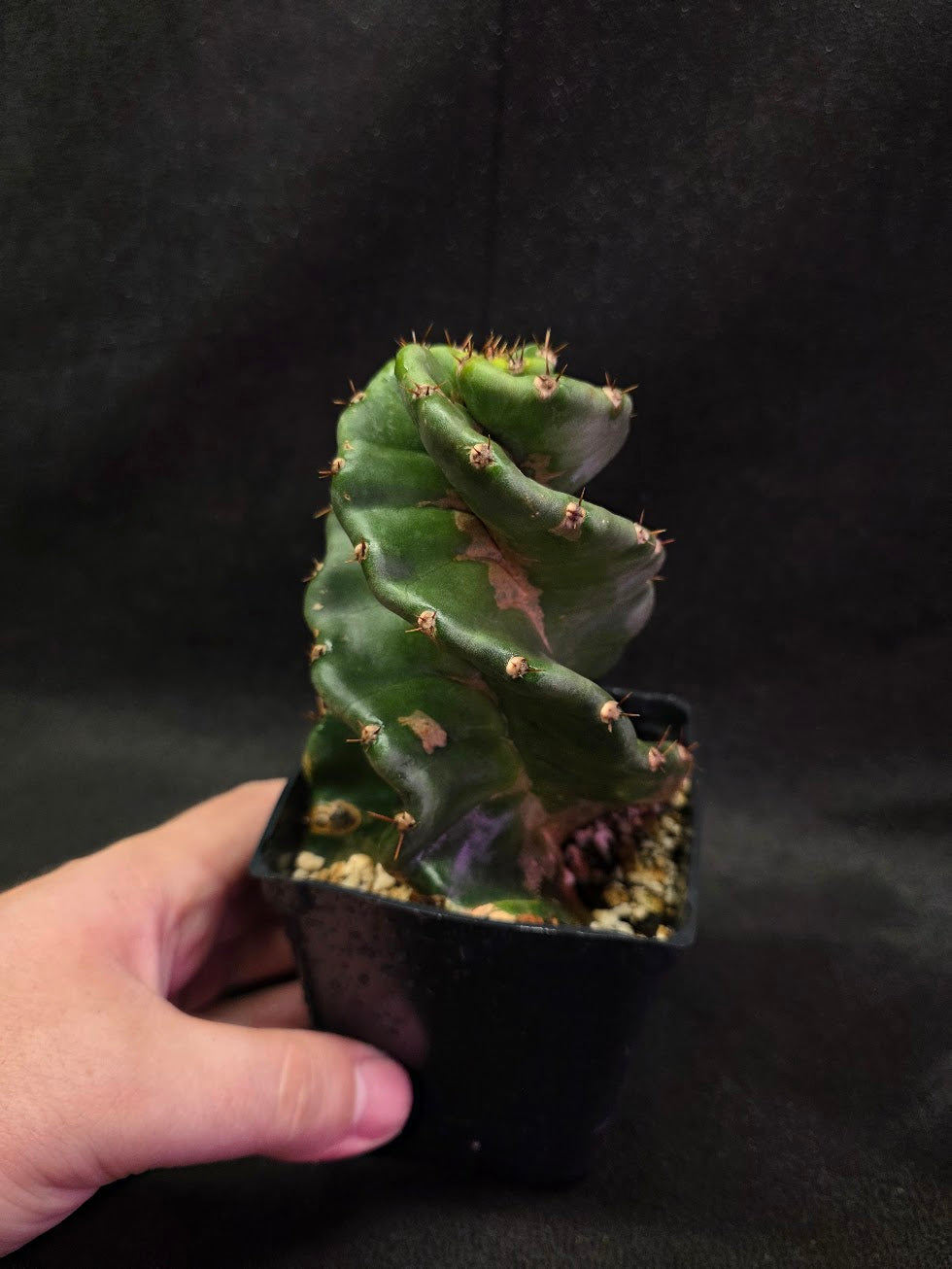 Spiral Cactus #03