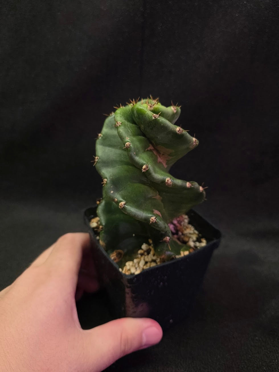 Spiral Cactus #03