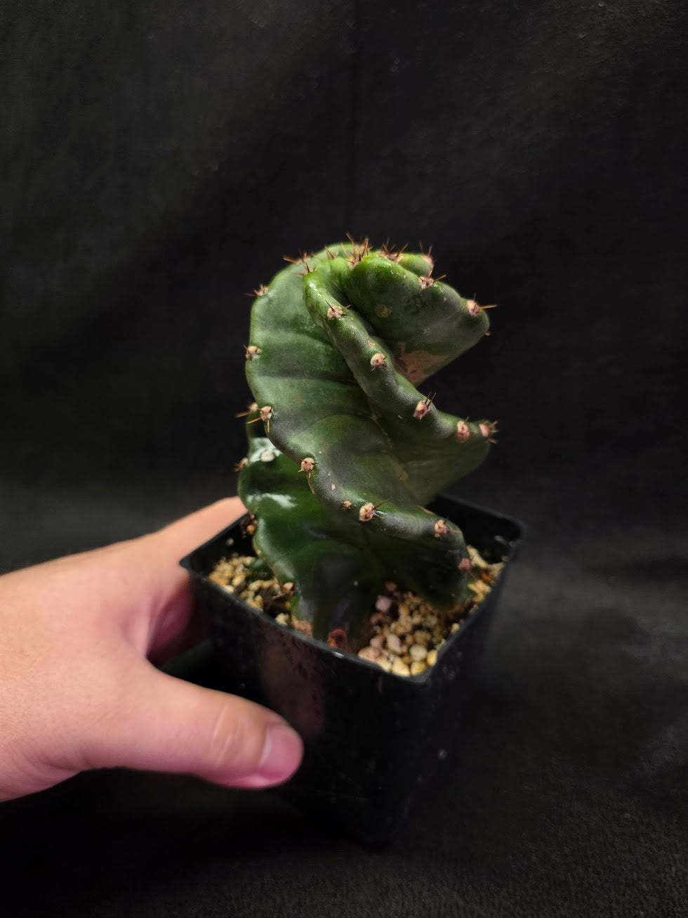 Spiral Cactus #03