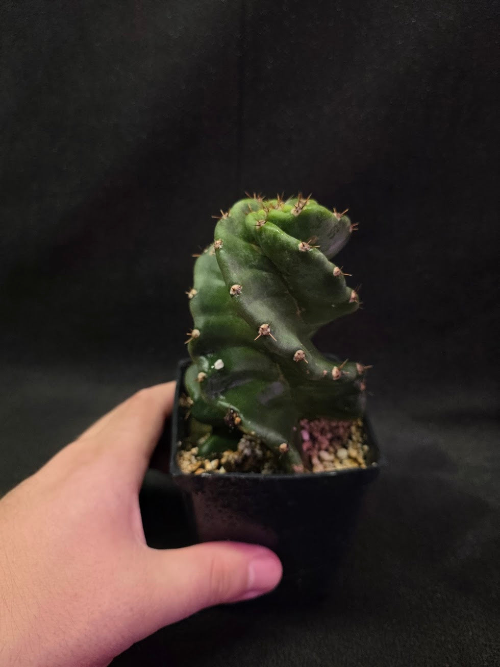 Spiral Cactus #03