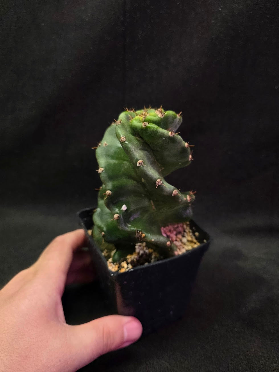 Spiral Cactus #03